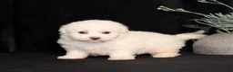 Bichon Frise dogs for sale: Elvira - Ad 4
