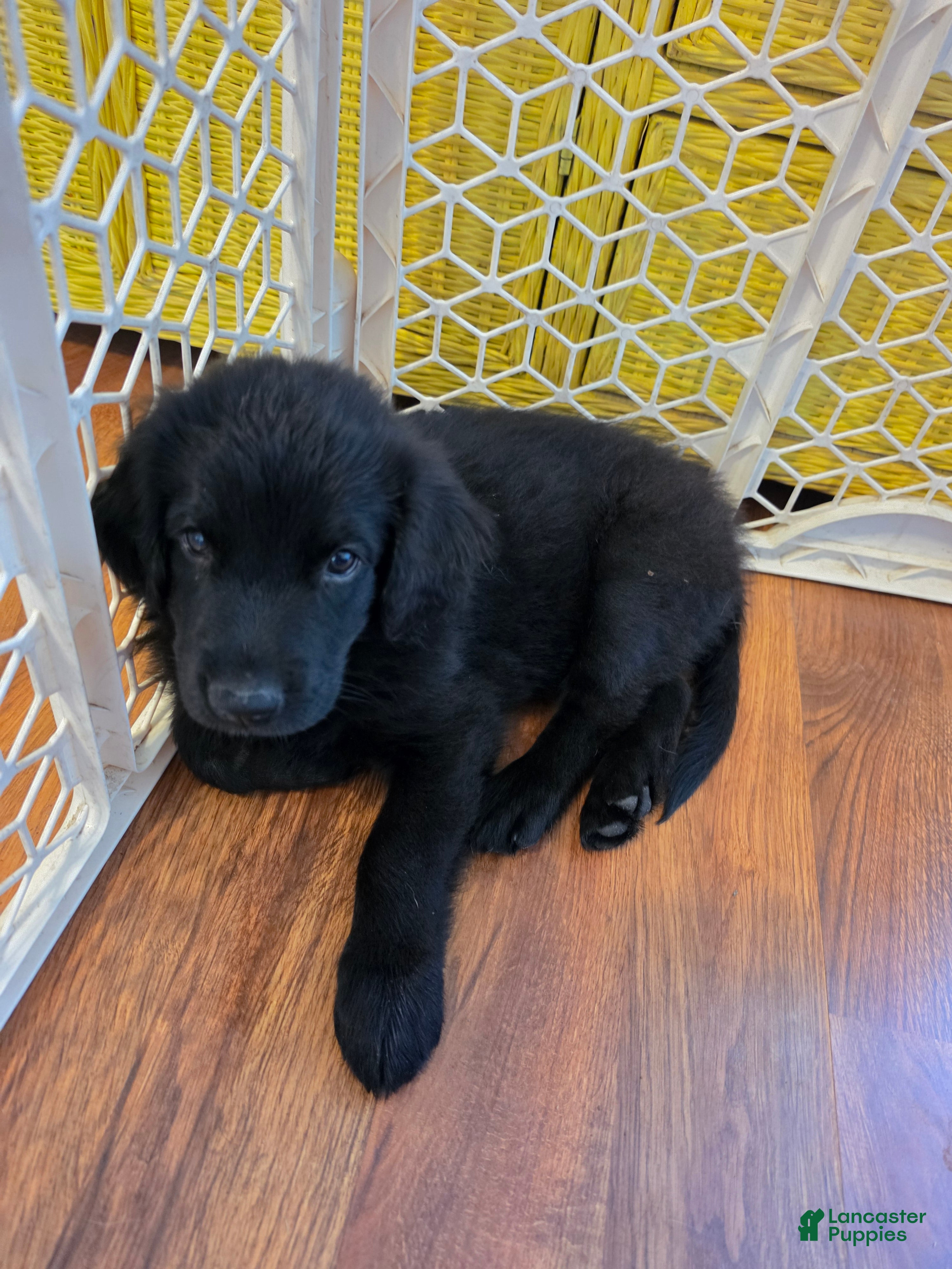 Mixed Breed dogs Mixed Breed Puppy 4 - Ad 1