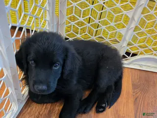 Mixed Breed dogs for sale: Mixed Breed Puppy 4 - Ad 1