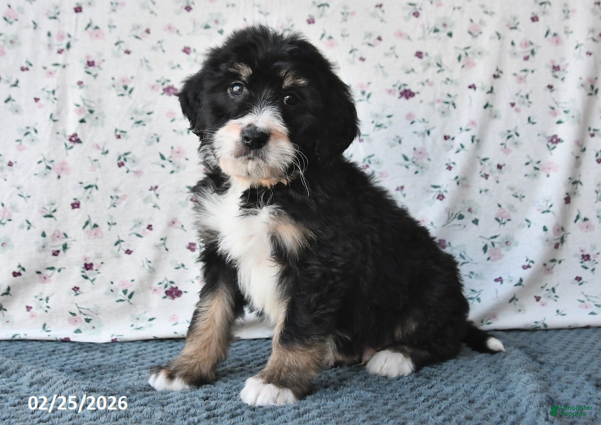 Bernedoodle dogs Bobby - Ad 1