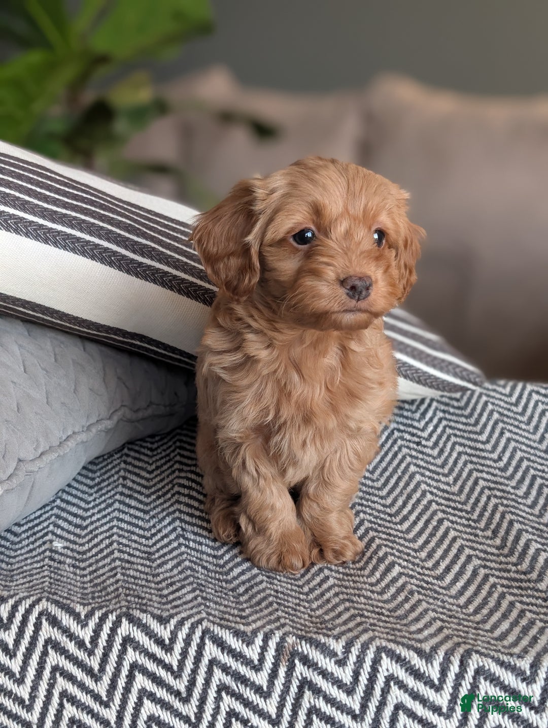 Yorkiepoo dogs for sale: Mallory - Ad 5