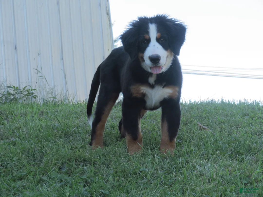 Bernese Mountain Dog dogs for sale: Jaci  - Ad 2