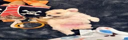 Bichpoo dogs for sale: Bichpoo 1 - Ad 10