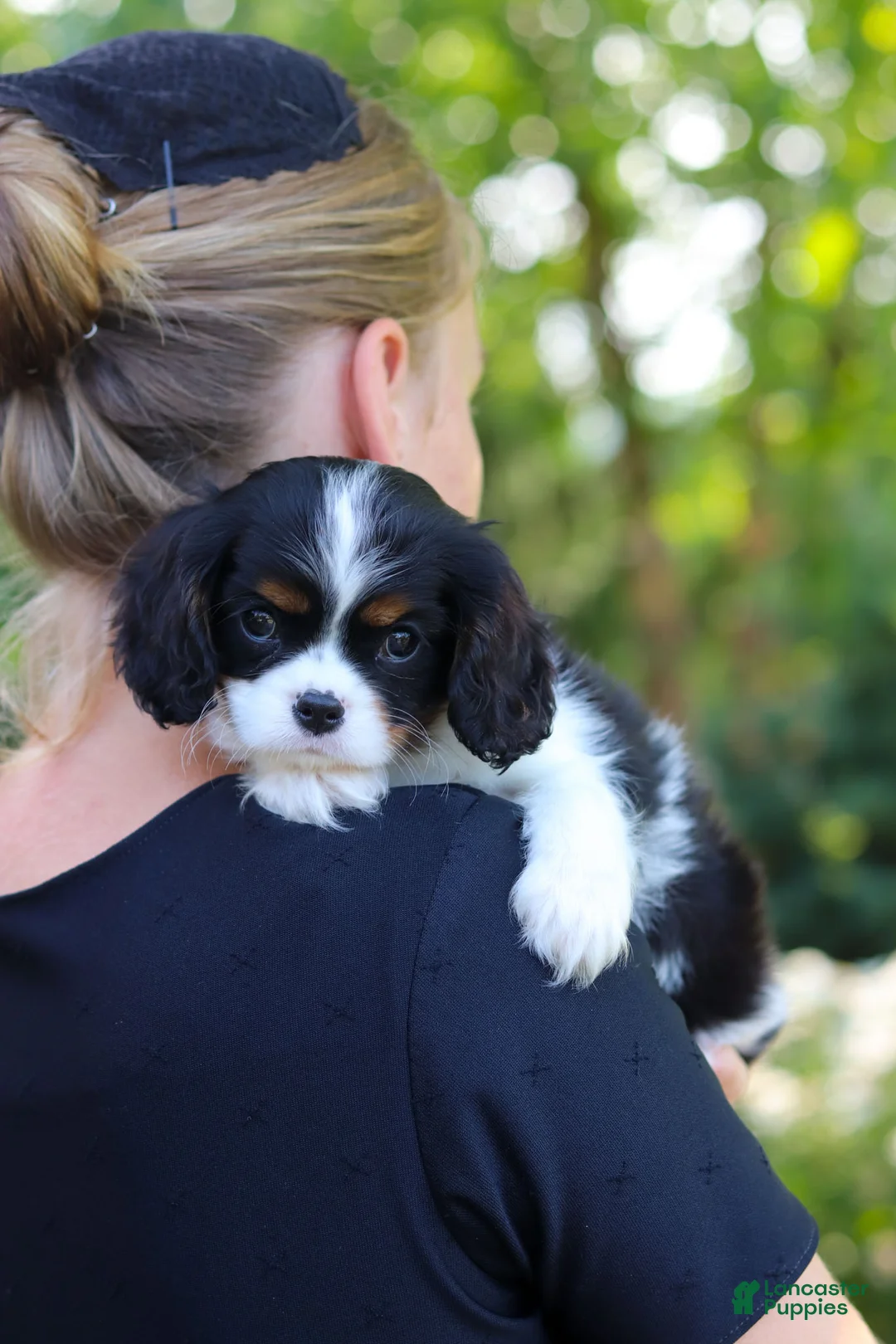 Cavalier King Charles Spaniel dogs for sale: Leo - Ad 2