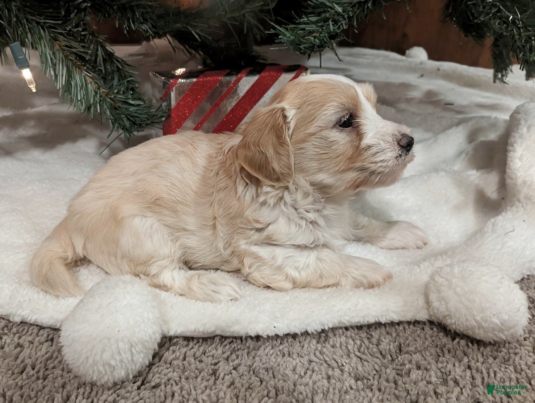 Mixed Breed dogs for sale: Rocket - Ad 14