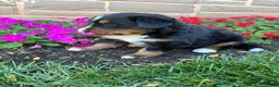 Bernese Mountain Dog dogs for sale: Bubbles - Ad 11