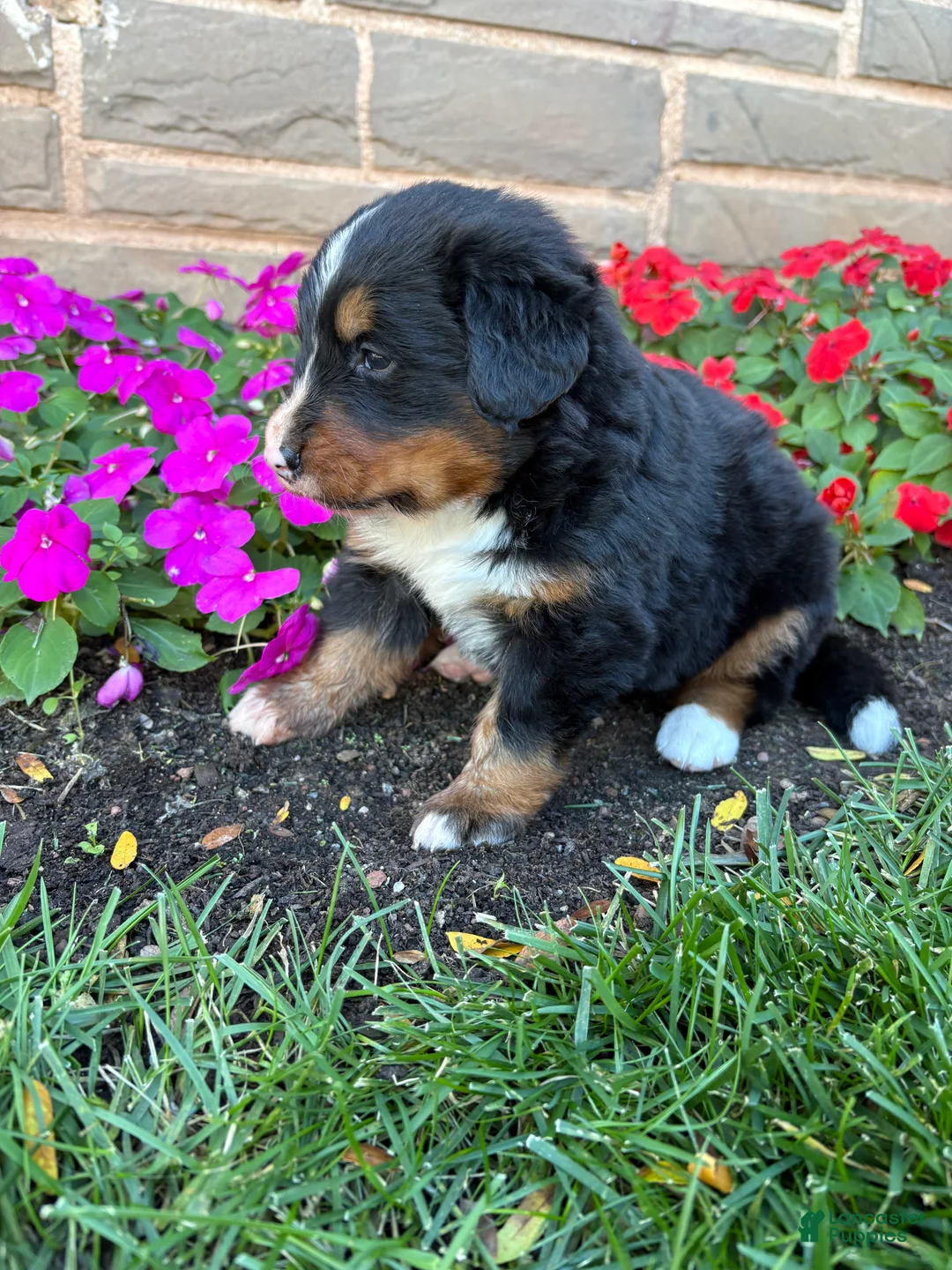 Bernese Mountain Dog dogs for sale: Bubbles - Ad 11