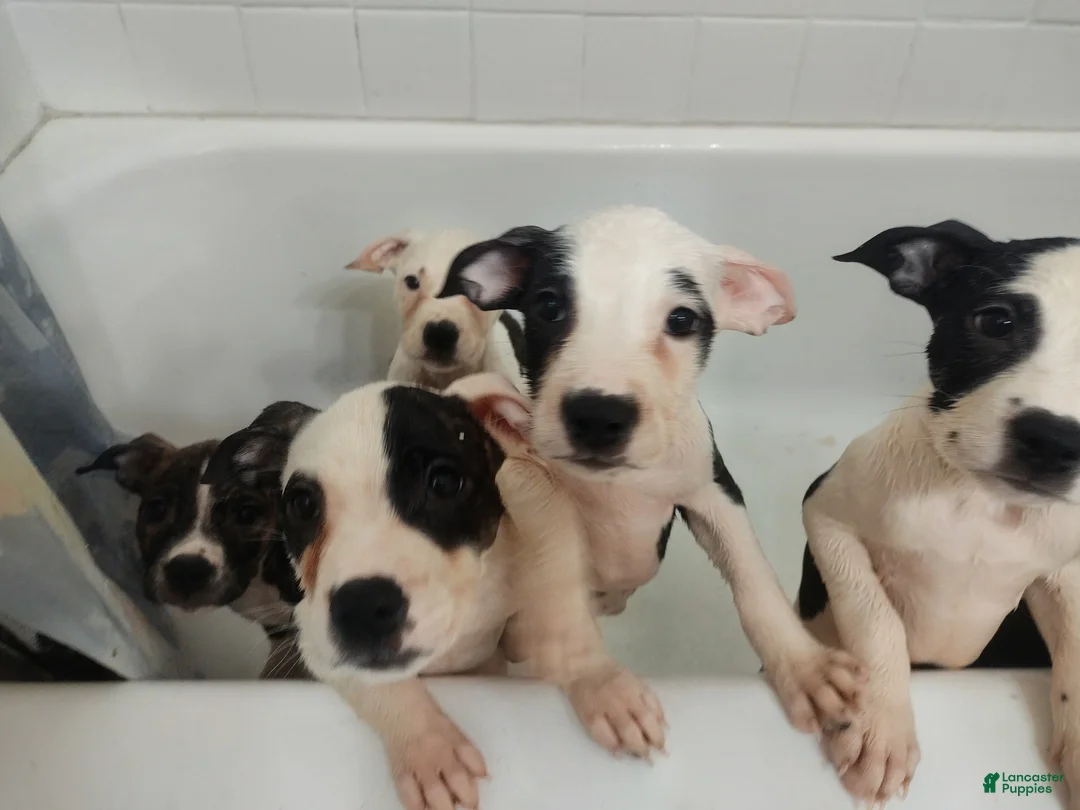 Mixed Breed dogs for sale: Laiyla  - Ad 2