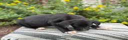Mixed Breed dogs for sale: Griff - Ad 4