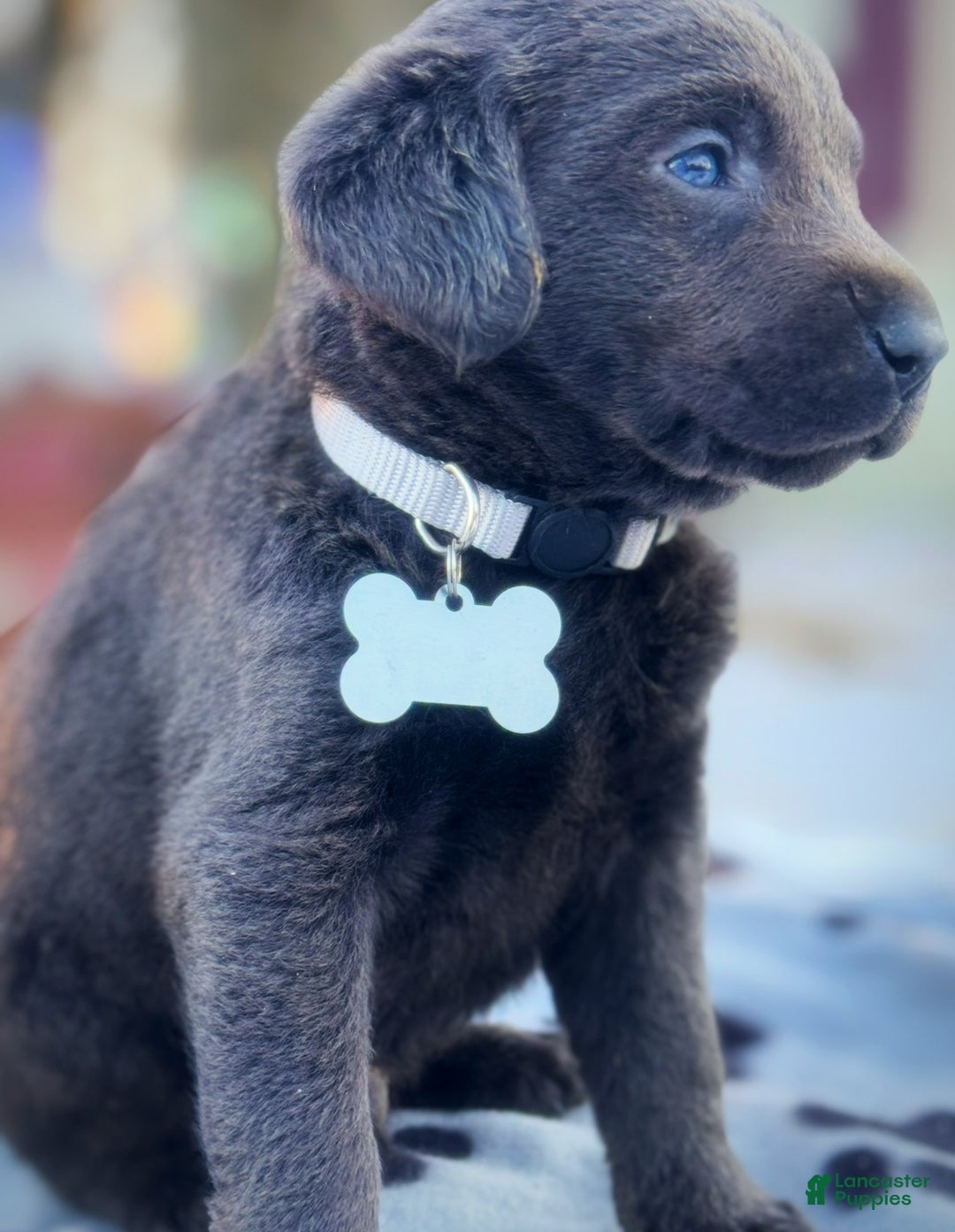 Labrador Retriever dogs for sale: Labrador Retriever Puppy 1 - Ad 13