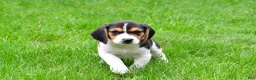 Beagle dogs for sale: Banjo - Ad 6