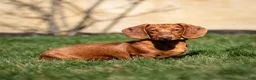 Dachshund dogs for sale: Harry - Ad 1