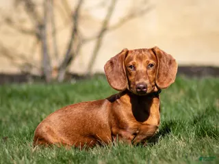 Dachshund dogs for sale: Harry - Ad 2