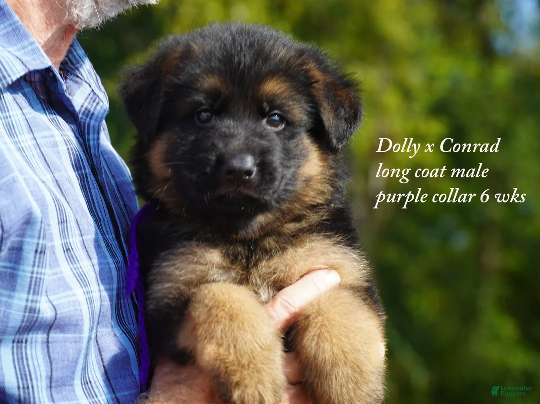 German Shepherd dogs for sale: German Shepherd purple collar - Ad 2