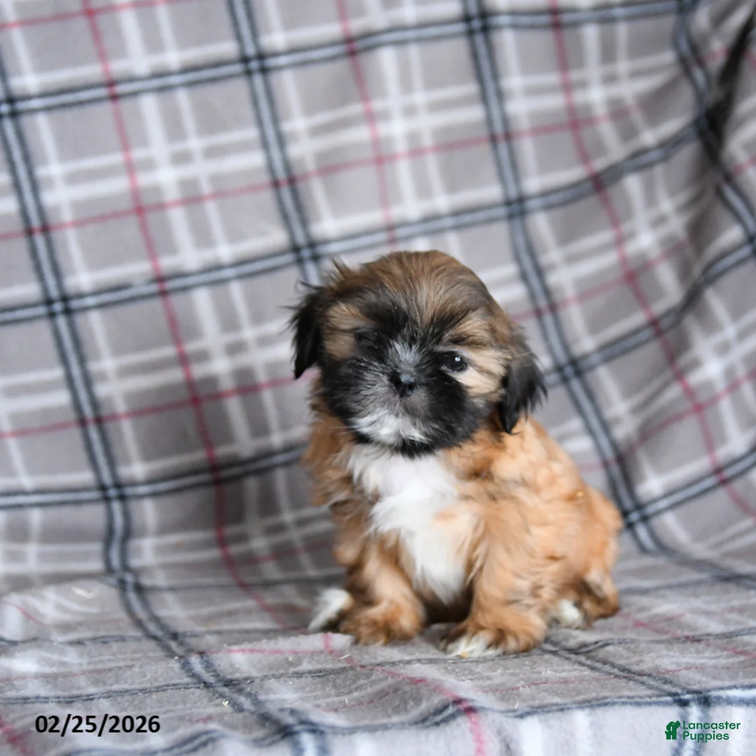 Shih Tzu dogs for sale: Sandy - Ad 4