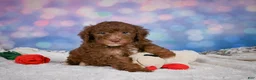Mini Goldendoodle dogs for sale: Jasper - Ad 7