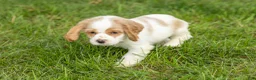 Cocker Spaniel dogs for sale: Max  - Ad 4
