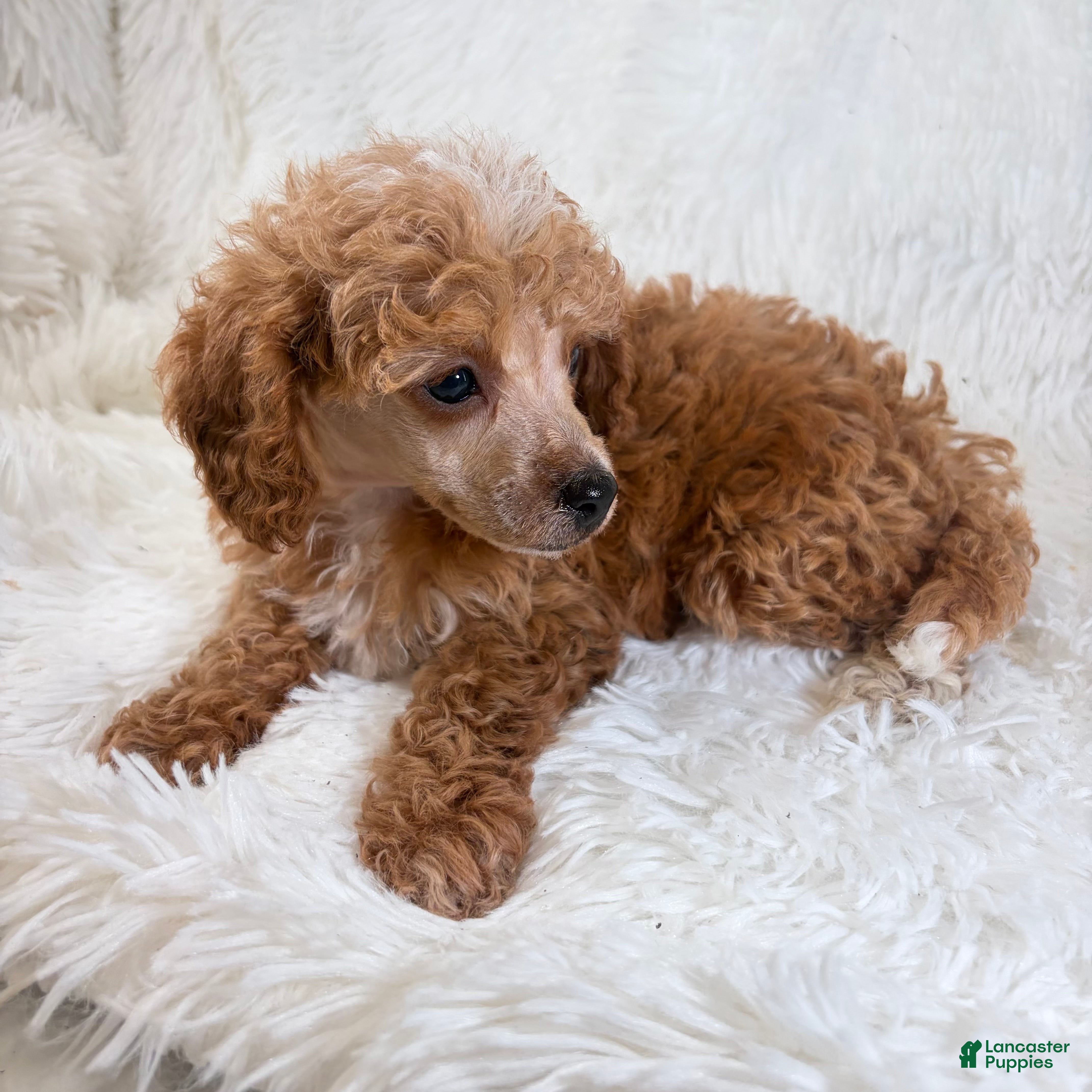 Toy Poodle dogs Willa - Ad 39