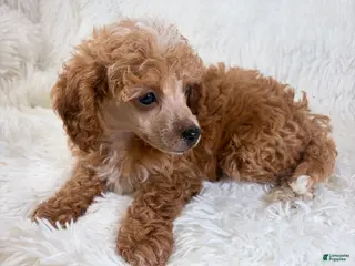 Toy Poodle dogs Willa - Ad 39