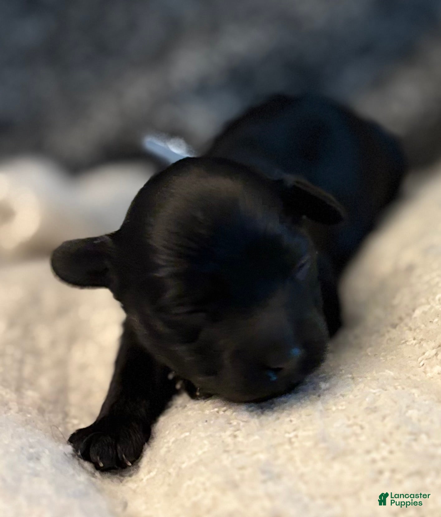 Yorkiepoo dogs Ringo - Ad 1