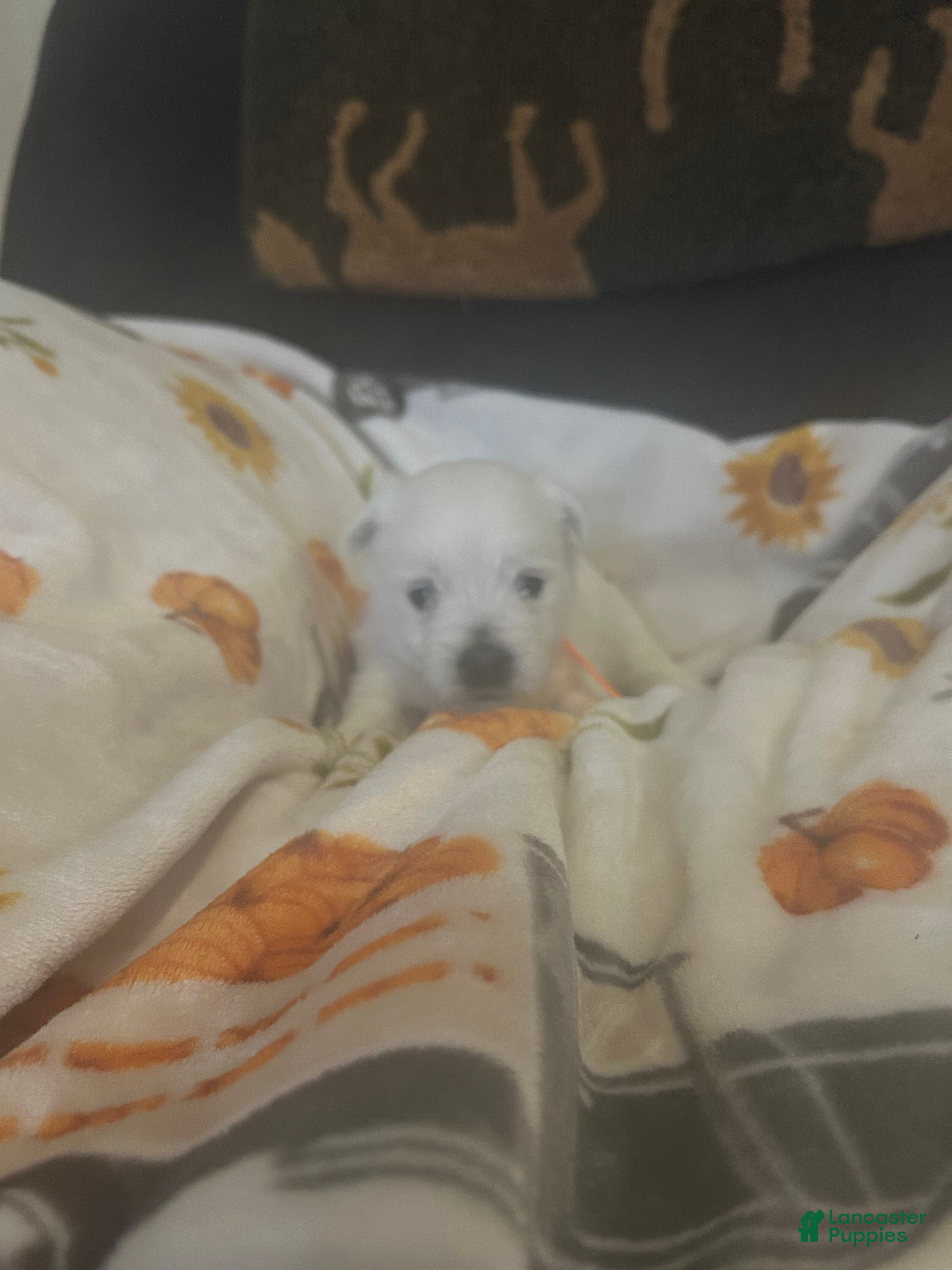 West Highland Terrier dogs for sale: West Highland Terrier 2 - Ad 2
