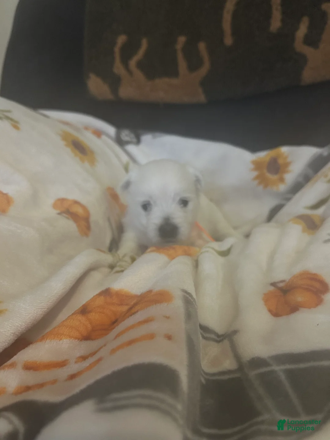 West Highland Terrier dogs for sale: West Highland Terrier 2 - Ad 2