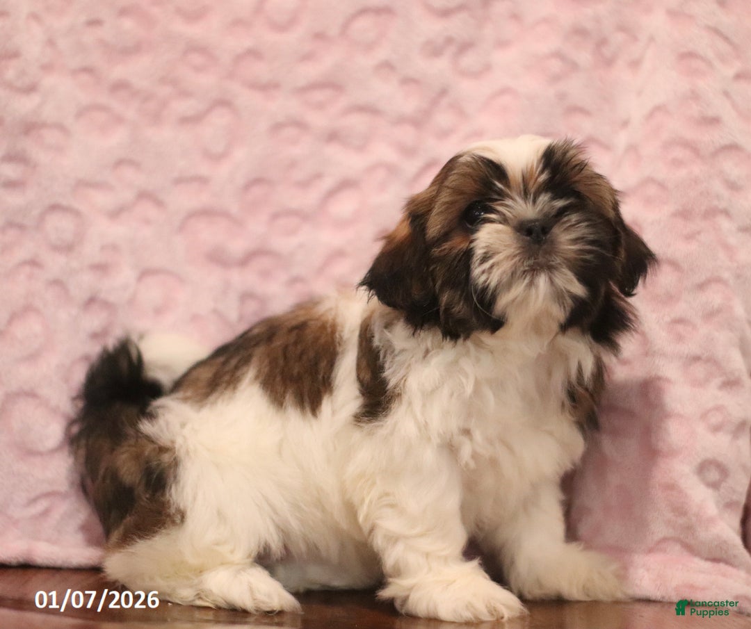 Shih Tzu dogs for sale: Elva - Ad 4