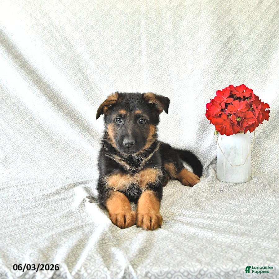 German Shepherd dogs for sale: Buddy - Ad 5