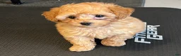 Toy Poodle dogs for sale: Toy Poodle AKC - Ad 2