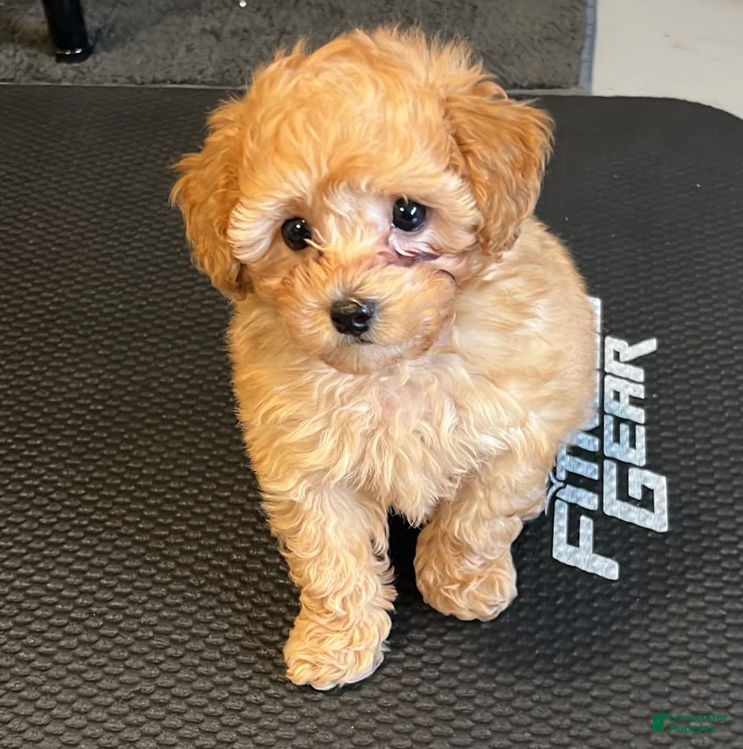 Toy Poodle dogs for sale: Toy Poodle AKC - Ad 2
