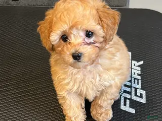 Toy Poodle dogs Toy Poodle AKC - Ad 21