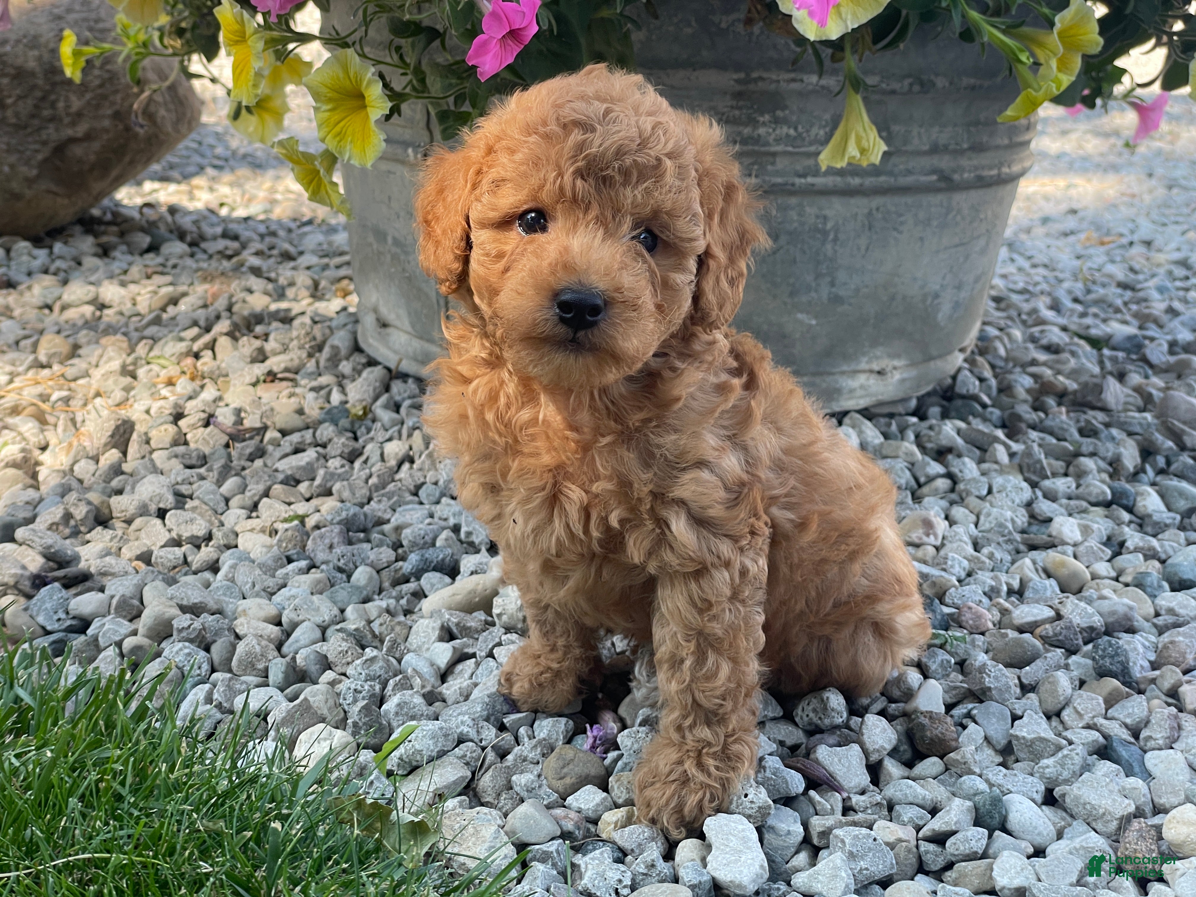 Mini Goldendoodle dogs Max Mini Goldendoodle  - Ad 1