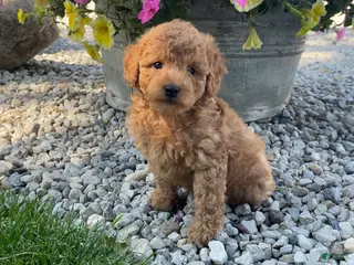 Mini Goldendoodle dogs for sale: Max Mini Goldendoodle - Ad 1
