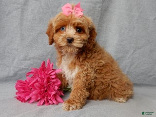 Cockapoo dogs Miley - Ad 28