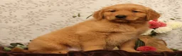 Golden Retriever dogs for sale: Hudson - Ad 5