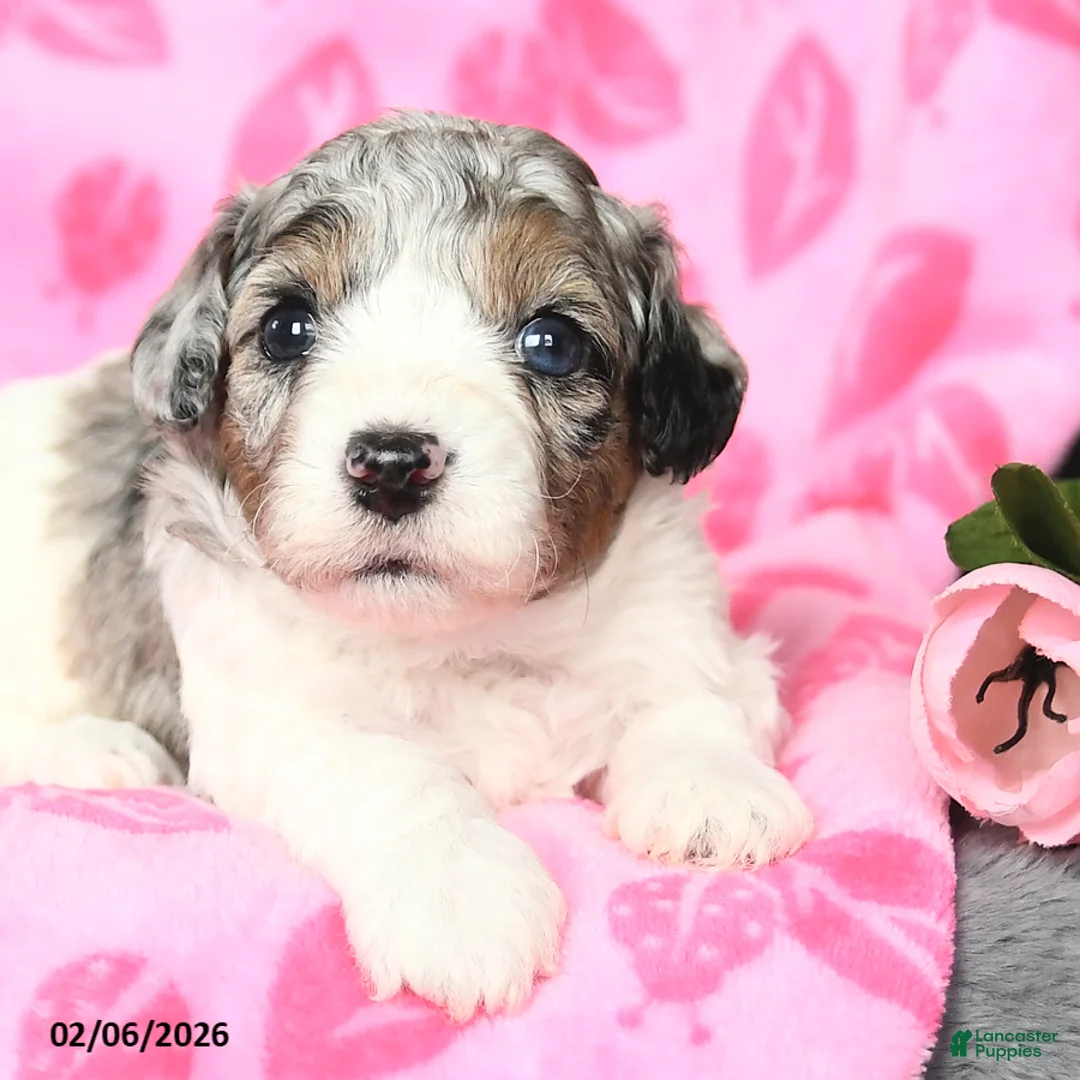 Bichpoo dogs for sale: Dexter - Ad 3