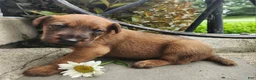 Irish Terrier dogs for sale: Rex - Ad 3