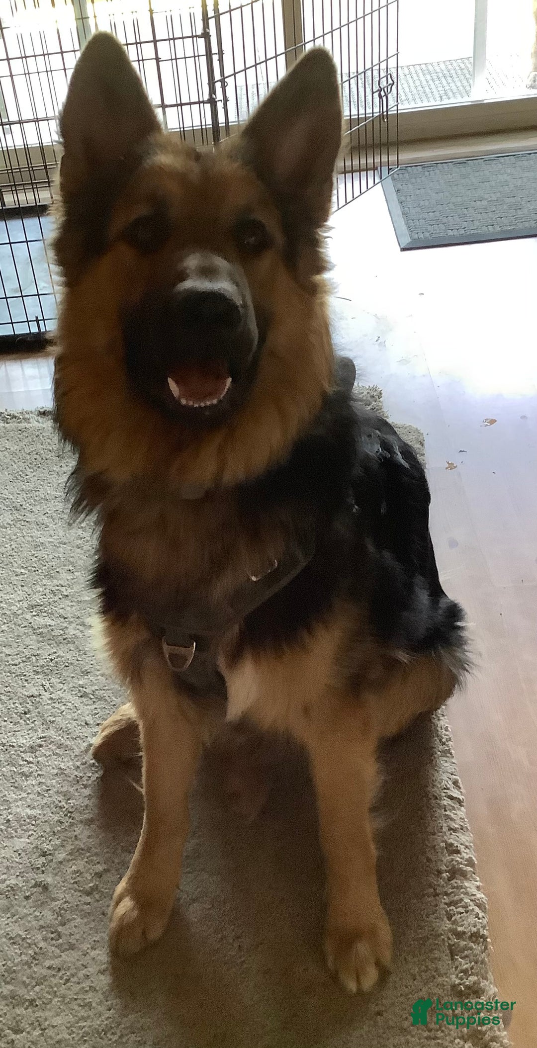 German Shepherd dogs for sale: Purebred German Shepherd  - Ad 11