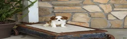 Cavalier King Charles Spaniel dogs for sale: AKC Kaden - Ad 1