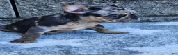 French Bulldog dogs for sale: Axel  - Ad 4