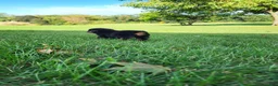 Rottweiler dogs for sale: Ping - Ad 5