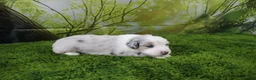 Miniature Australian Shepherd dogs for sale: America - Ad 8