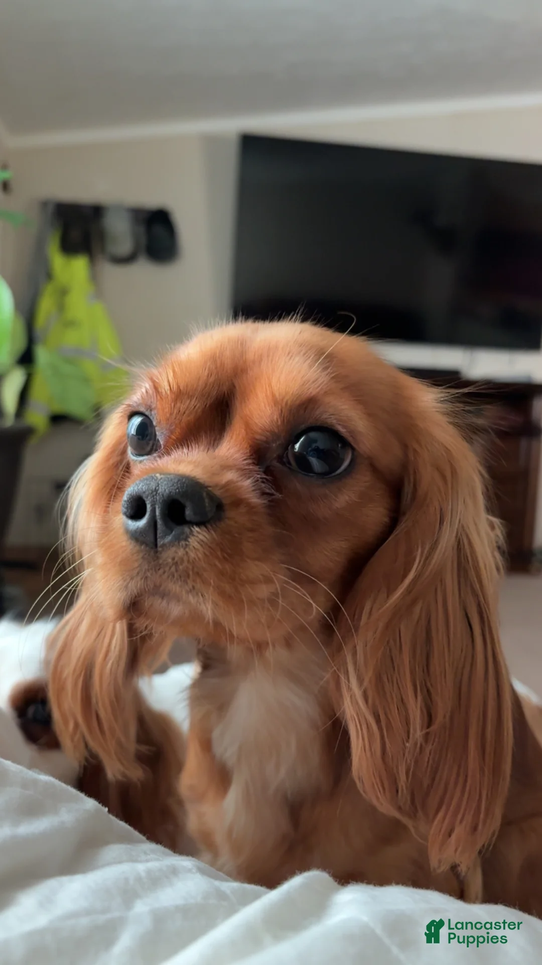 Cavalier King Charles Spaniel dogs for sale: Cavalier King Charles Spaniel Puppy 3 - Ad 18