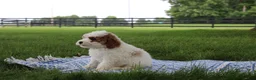 Mini Goldendoodle dogs for sale: Ranye  - Ad 8