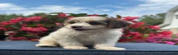 Cavapoo dogs for sale: Finn - Ad 9