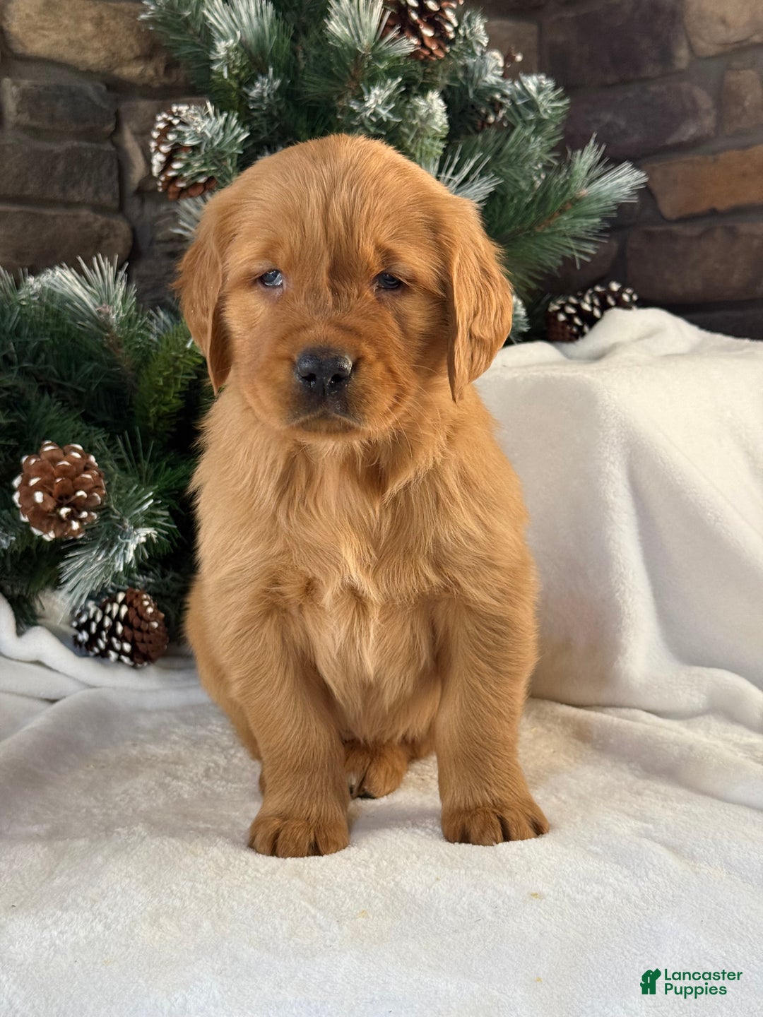 Golden Retriever dogs for sale: Jack - Ad 4