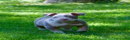 American Bully dogs for sale: Luck  - Ad 6