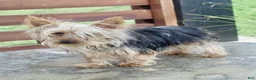 Yorkshire Terrier dogs for sale: Ringo - Ad 3