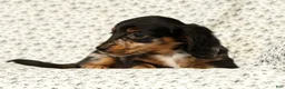 Miniature Dachshund dogs for sale: Tucker - Ad 5