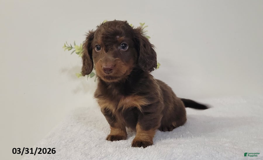 Miniature Dachshund dogs Brownie - Ad 2